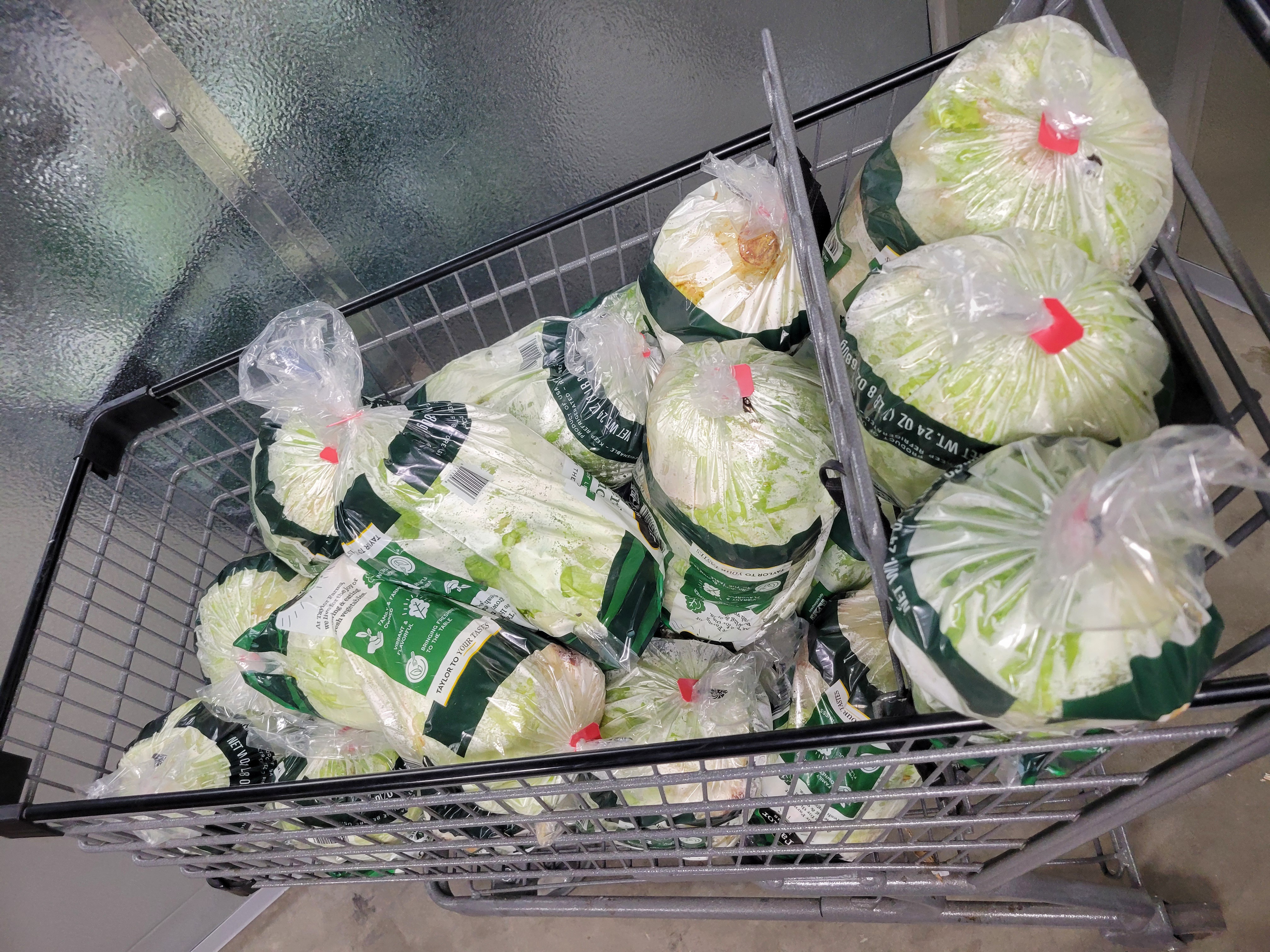 Shopping cart filled with bags of iceberg lettuce